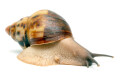 Archachatina marginata egregia Cameroon two-tone adult